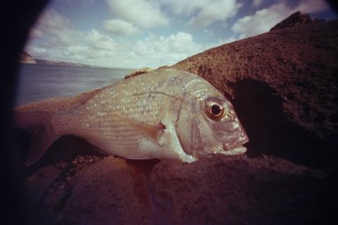 Darren George, Every Fish I Caught, detail, 2005-2010, C-type negative, 70mm x 30.5 m