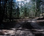 Catherine Laudenbach, please be careful:Belango State Forest (Road). Digital print.