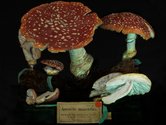 Fiona Pardington, Amanita muscaria, pigment inks on Hahnemuhle Photo Rag paper, 825 x 1100 mm