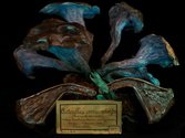 Fiona Pardington, Trompette des mortes /Craterellus cornicopioides, pigment inks on Hahnemuhle Photo Rag paper, 825 x 1100 mm