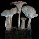 Fiona Pardington, Clitocybe geotropa (back), pigment inks on Hahnemuhle Photo Rag paper, 900 x 900 mm
