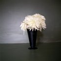 Layla Rudneva-Mackay, Black vase and white flowers, 2011, C-type print, 380 x 380 mm. Photo by Sam Hartnett.
