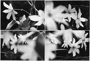 Anne Noble, A Beautiful Botany: Clematis, 1990, small unique mounted version of four vintage gelatin silver prints 