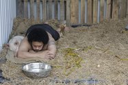 Kalisolaite 'Uhila, Pigs in the yard, 2011, documentation of one week performance, Performance Arcade, Auckland