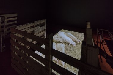 Kalisolaite ‘Uhila, Pigs in the yard II, 2016. Installation view. Documentation, HD video, 15:23 mins. Filmed by Max Bellamy, commissioned by Te Tuhi, Auckland. Photo by Sam Hartnett