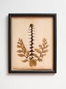 Denis O'Connor, OSHIBAMA 2, 1883, from an album of pressed native plants, 1883,  325 x 265 mm. Photo: Sam Hartnett, courtesy of Two Rooms